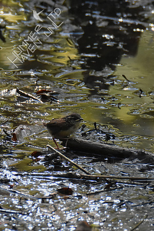 4-24-20 Carolina wren fledgling