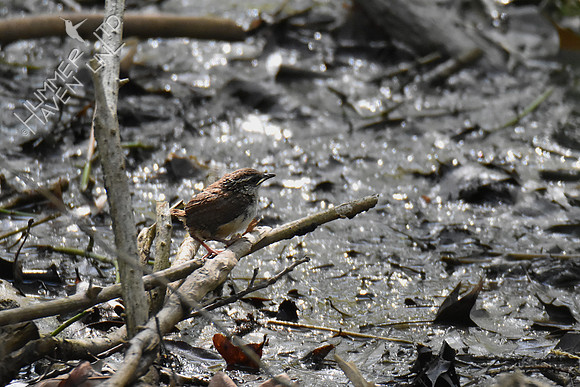 4-24-20 Carolina wren fledgling