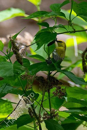 5-1-20 Blue-winged Warbler