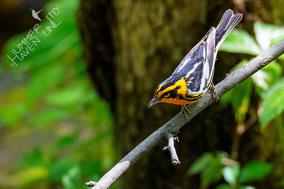 5-1-20 Blackburnian Warbler