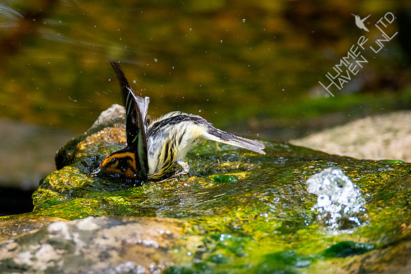 5-1-20 Blackburnian Warbler