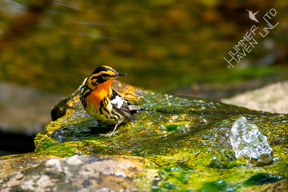 5-1-20 Blackburnian Warbler
