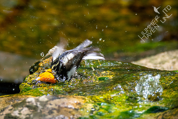 5-1-20 Blackburnian Warbler