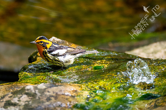 5-1-20 Blackburnian Warbler