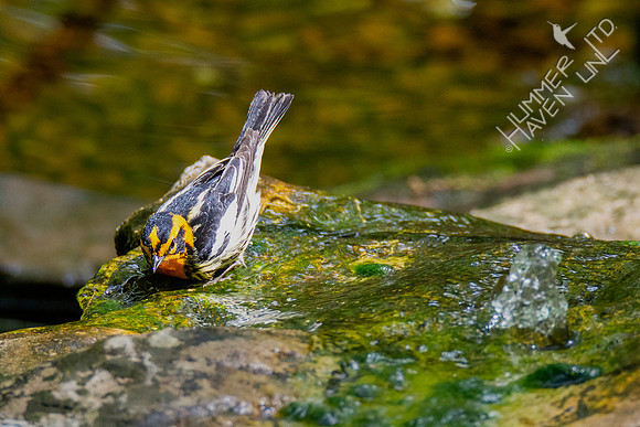 5-1-20 Blackburnian Warbler