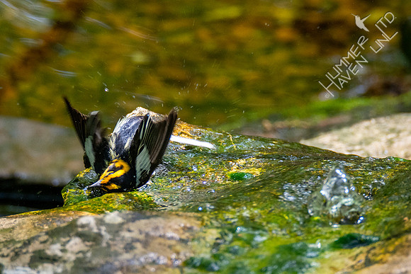 5-1-20 Blackburnian Warbler