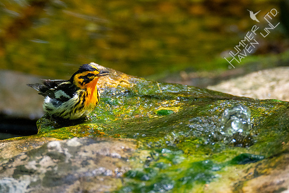 5-1-20 Blackburnian Warbler