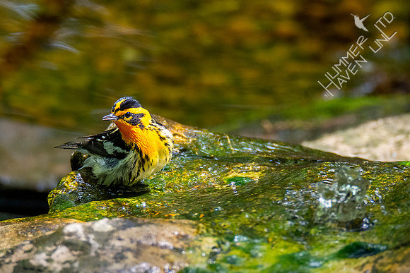 5-1-20 Blackburnian Warbler