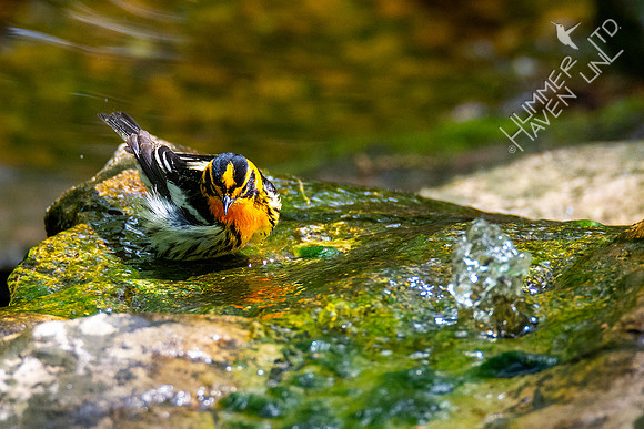 5-1-20 Blackburnian Warbler