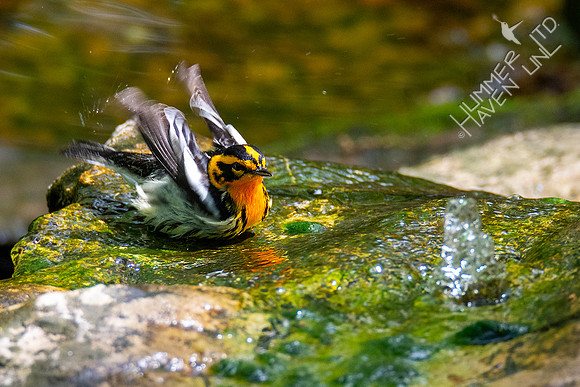 5-1-20 Blackburnian Warbler
