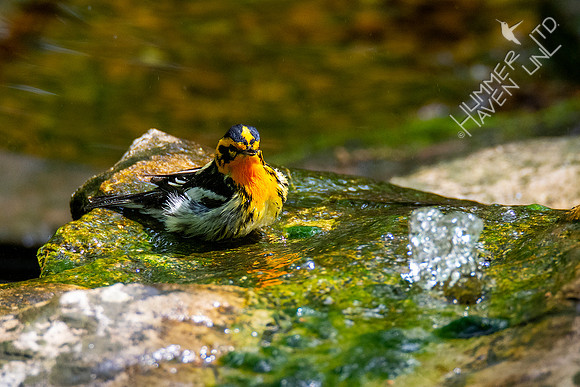 5-1-20 Blackburnian Warbler