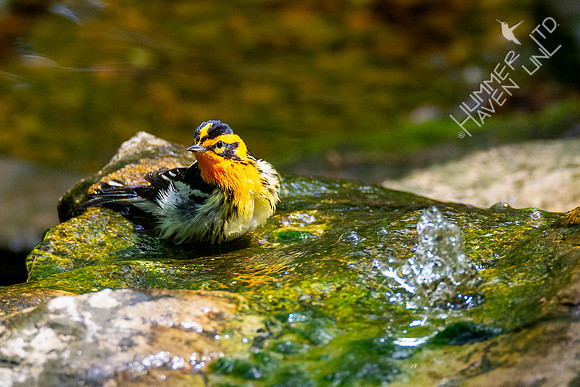 5-1-20 Blackburnian Warbler