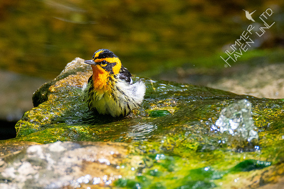 5-1-20 Blackburnian Warbler