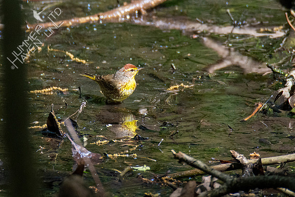 5-1-20 Palm Warbler