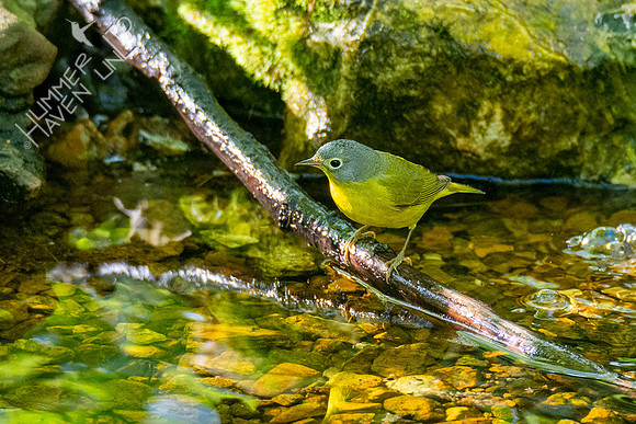 5-1-20 Nashville Warbler