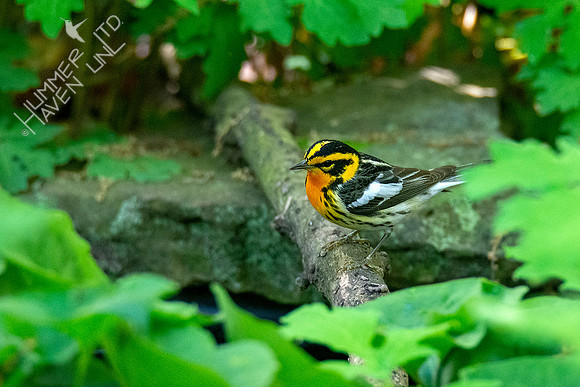 5-1-20 Blackburnian Warbler