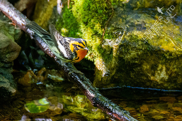 5-1-20 Blackburnian Warbler