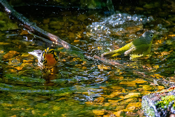 5-1-20 Blackburnian and Nashville Warblers