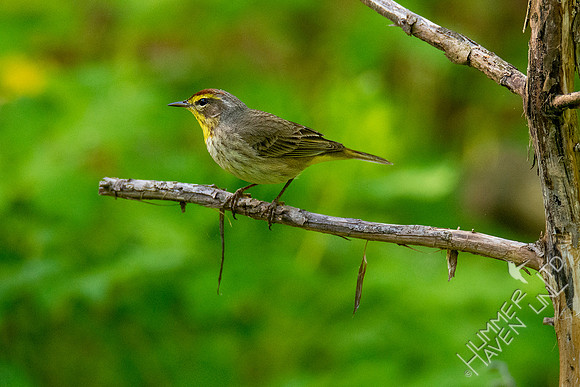 5-2-20 Palm Warbler