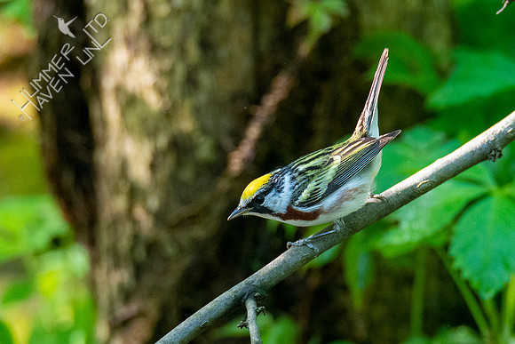 5-2-20 Chestnut-sided Warbler