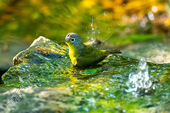 5-2-20 Nashville Warbler