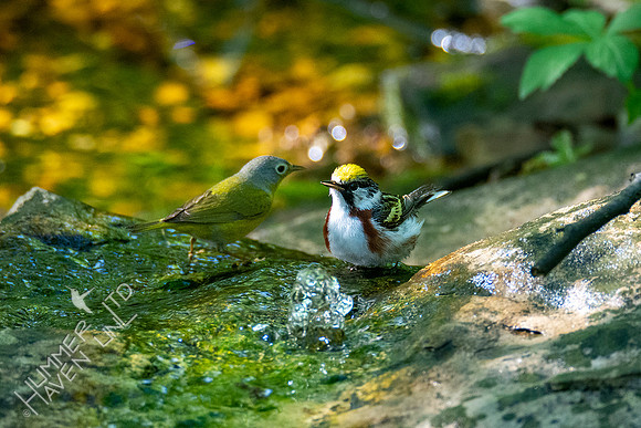 5-2-20 Nashville and Chestnut-sided Warblers