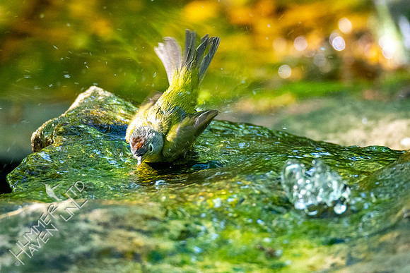5-2-20 Nashville Warbler