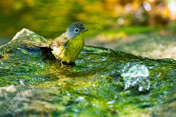 5-2-20 Nashville Warbler