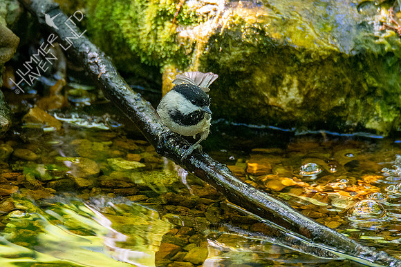 5-2-20 Carolina Chickadee with pollen on its head