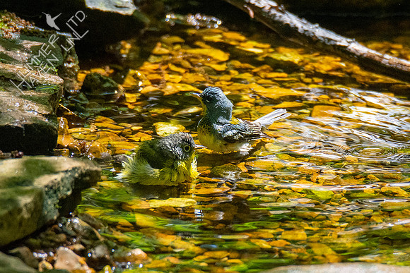 5-2-20 Nashville Warbler and Northern Parula