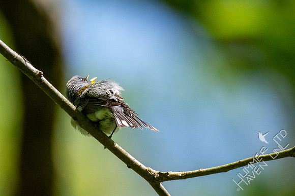 5-2-20 Northern Parula sunbathing