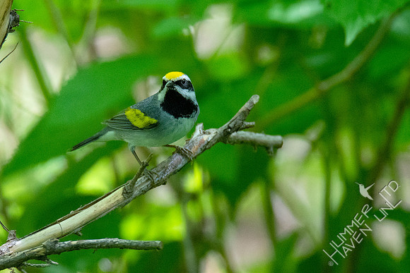 5-2-20 Golden-winged Warbler