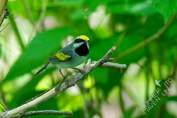 5-2-20 Golden-winged Warbler