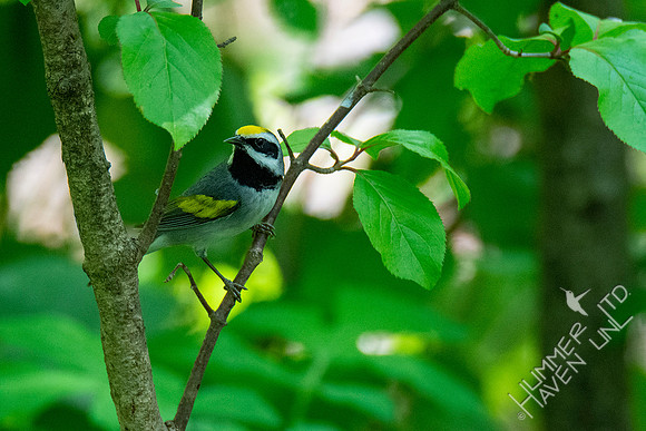 5-2-20 Golden-winged Warbler