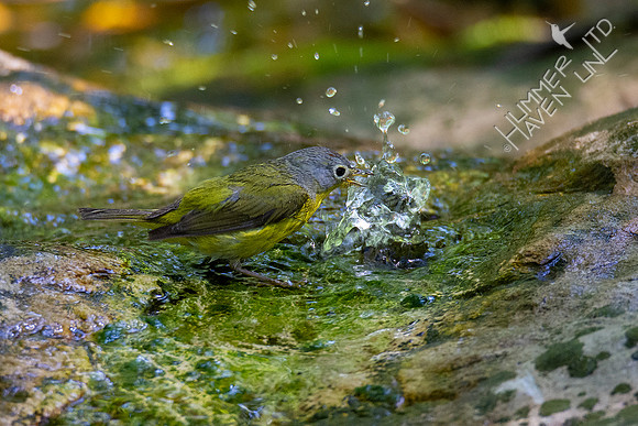 5-2-20 Nashville Warbler