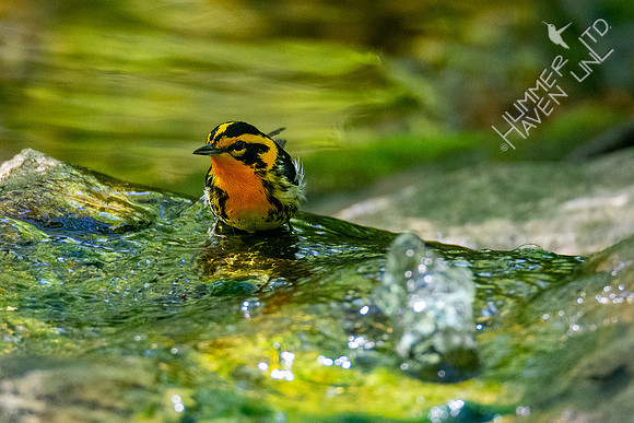 5-1-20 Blackburnian Warbler