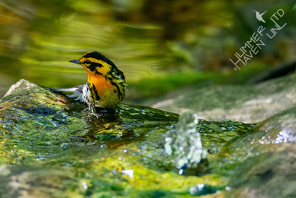 5-1-20 Blackburnian Warbler