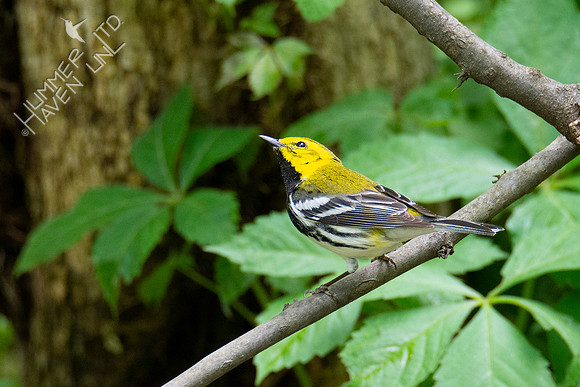 5-7-20 Black-throated Green Warbler