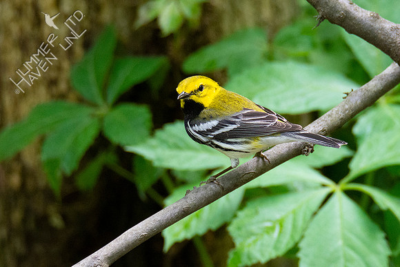 5-7-20 Black-throated Green Warbler
