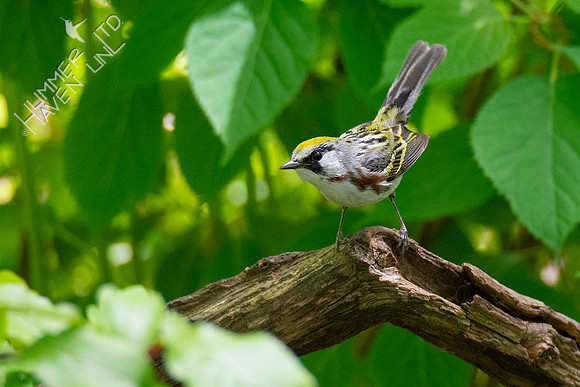 5-7-20 Chestnut-sided Warbler