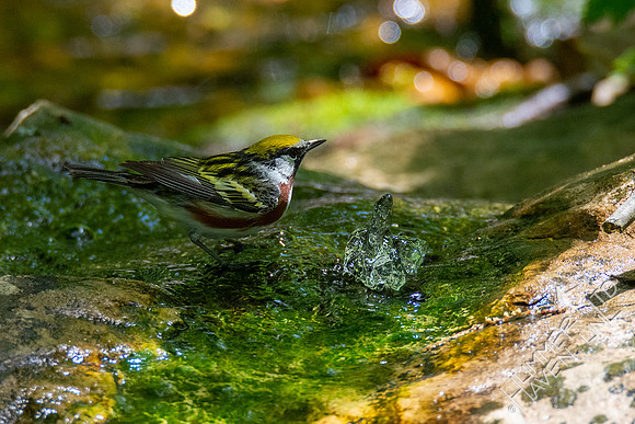 5-7-20 Chestnut-sided Warbler