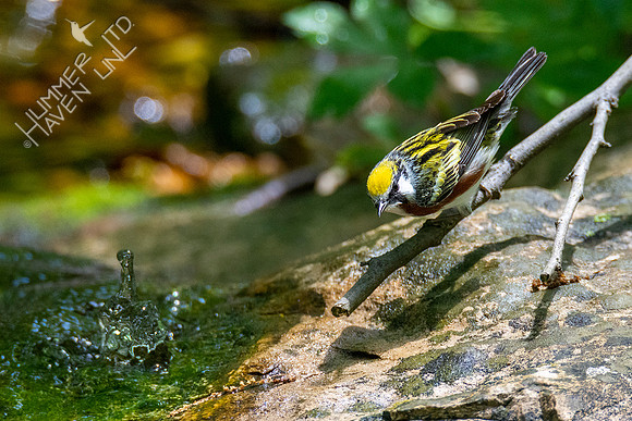 5-7-20 Chestnut-sided Warbler