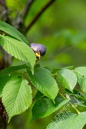 5-8-20 FOY #101 Canada Warbler in American Elm (Ulmus americana)