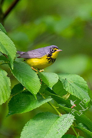 5-8-20 FOY #101 Canada Warbler in American Elm (Ulmus americana)
