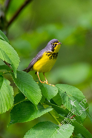 5-8-20 FOY #101 Canada Warbler in American Elm (Ulmus americana)