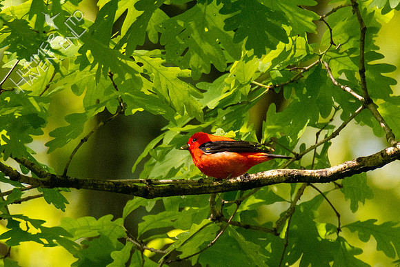 5-8-20 Scarlet Tanager