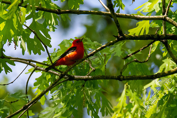 5-8-20 Scarlet Tanager