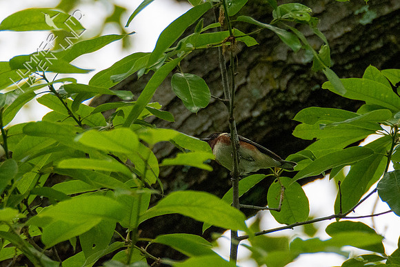 5-8-20 Bay-breasted Warbler
