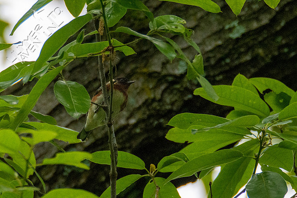5-8-20 Bay-breasted Warbler