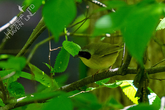 5-8-20 Common Yellowthroat